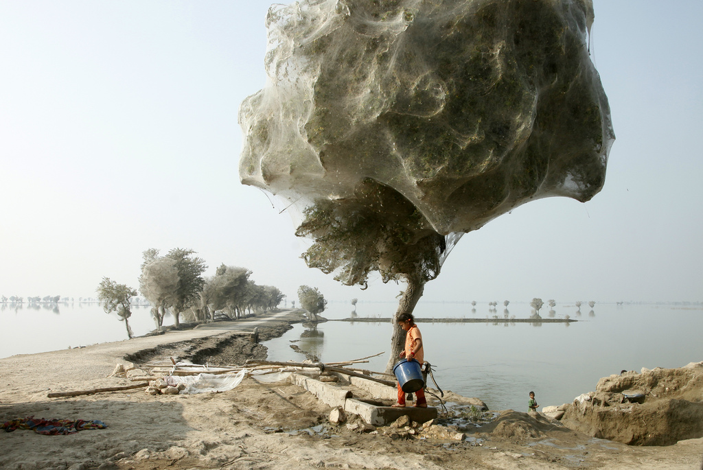 spider-trees-pakistan01.jpg