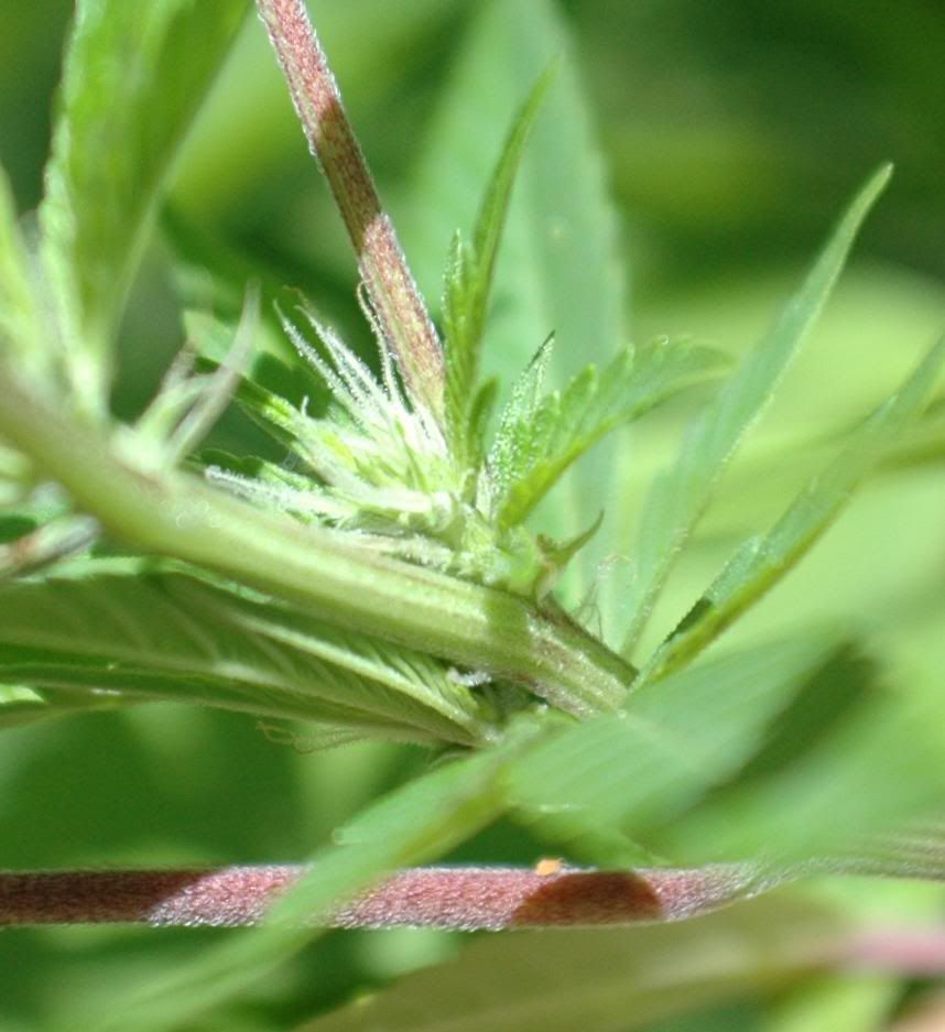 trichome.jpg