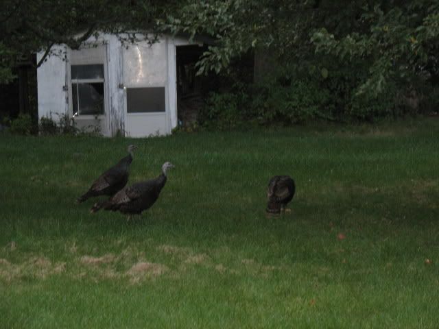 Picture068-1.jpg