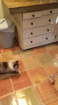 sb0OoVh.gif