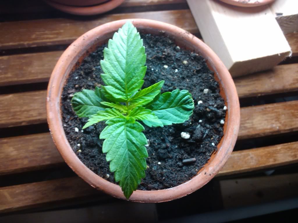 2011-08-02100926.jpg