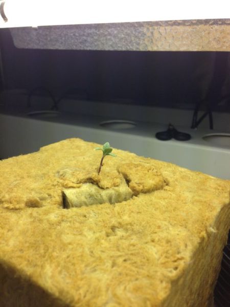 IMG-20130131-WA0001_zps067c2426.jpg