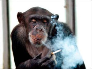 Animals-on-Drugs-2.jpg