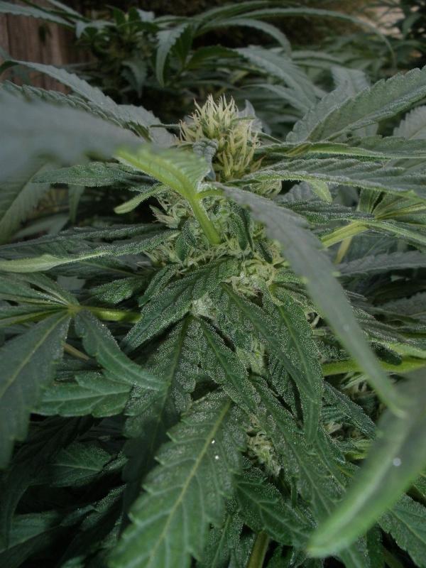 Flowers%28Purple_Kush%29.jpg