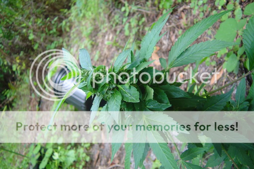 secondherbal007.jpg