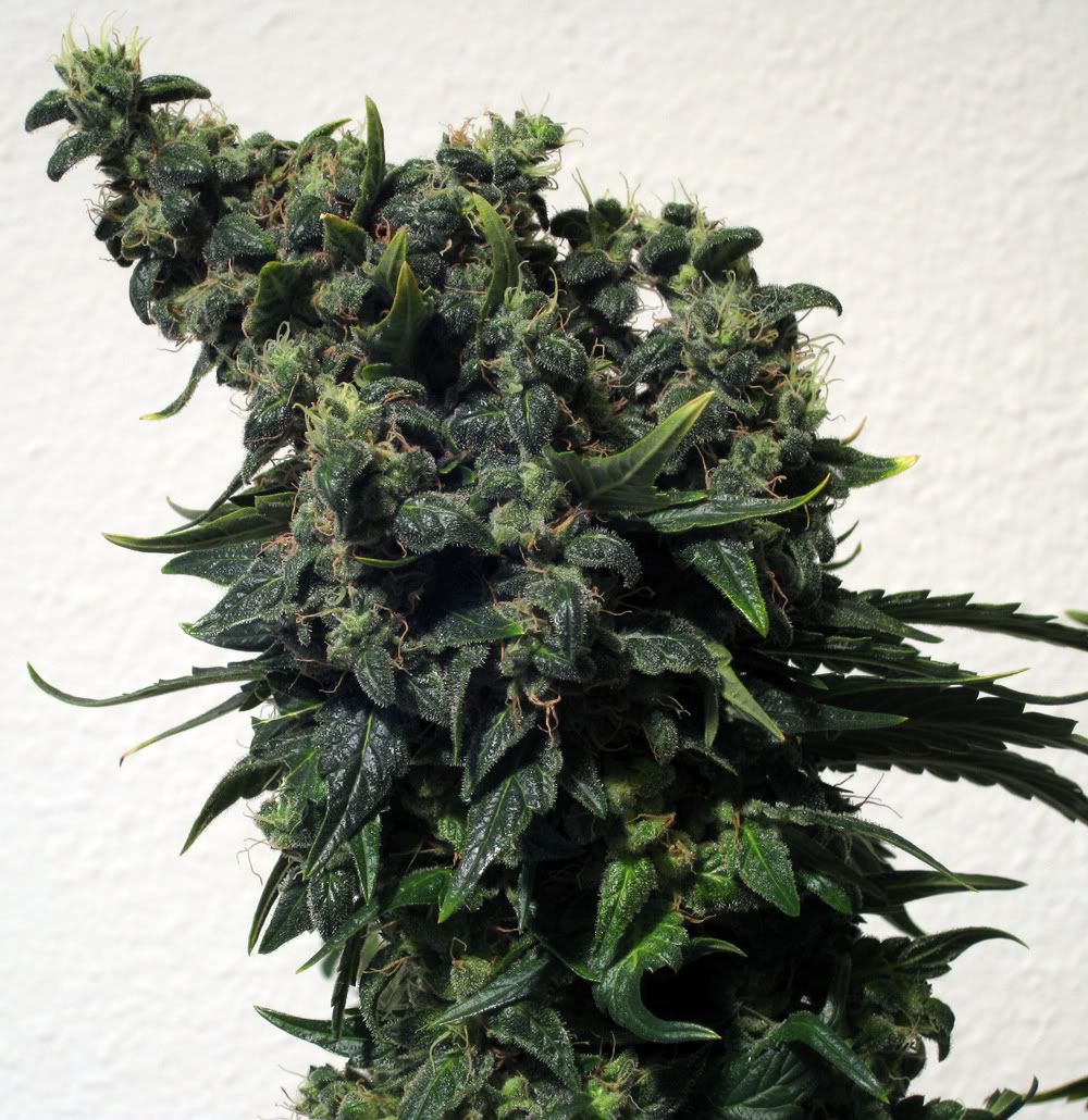 bud-blood-experiences-rollitup