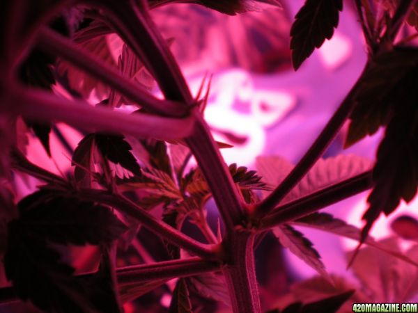 VegDay4_05.JPG