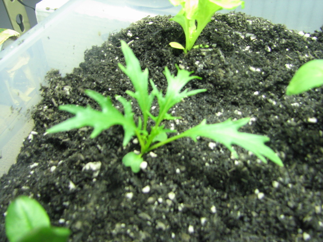 655040094-Transplant_003.jpg