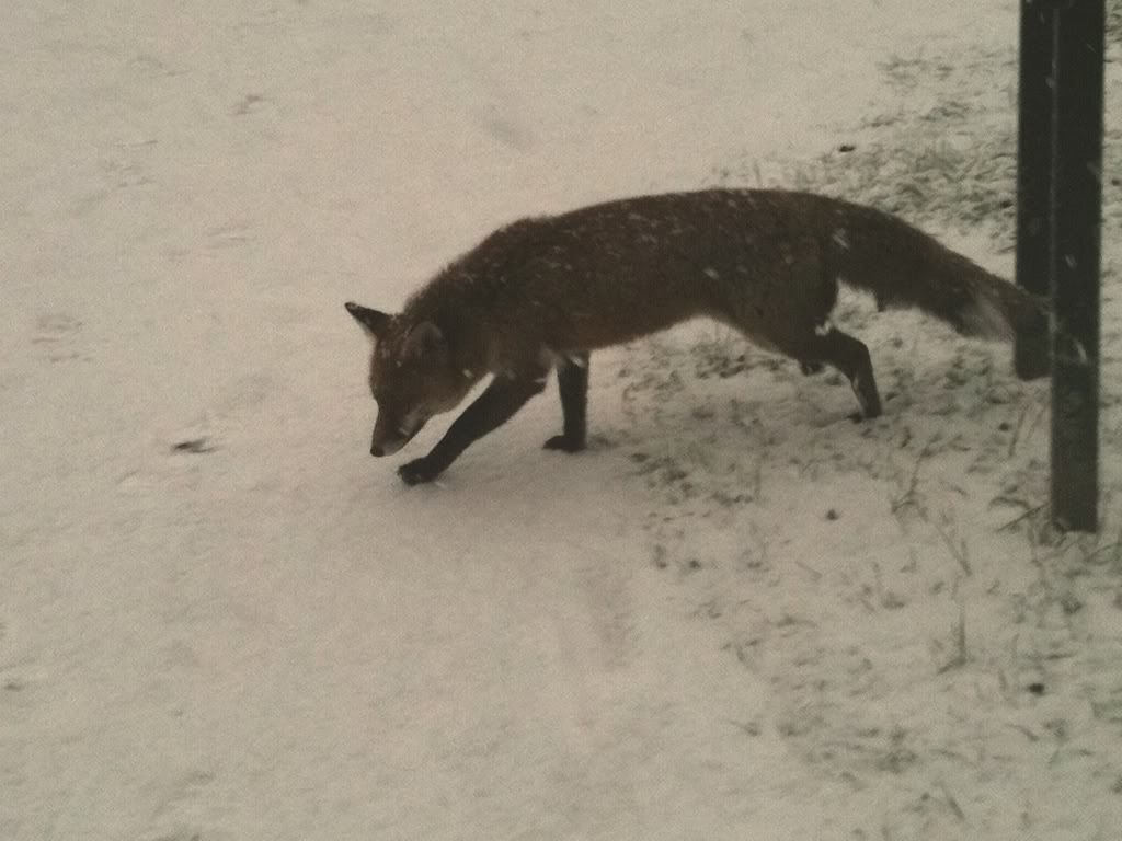 winterfox.jpg