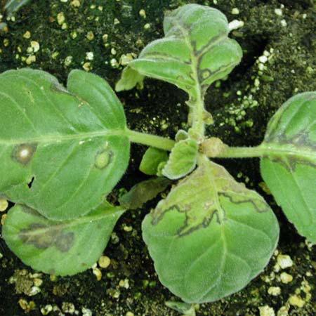 impatiens-necrotic-spot2.jpg