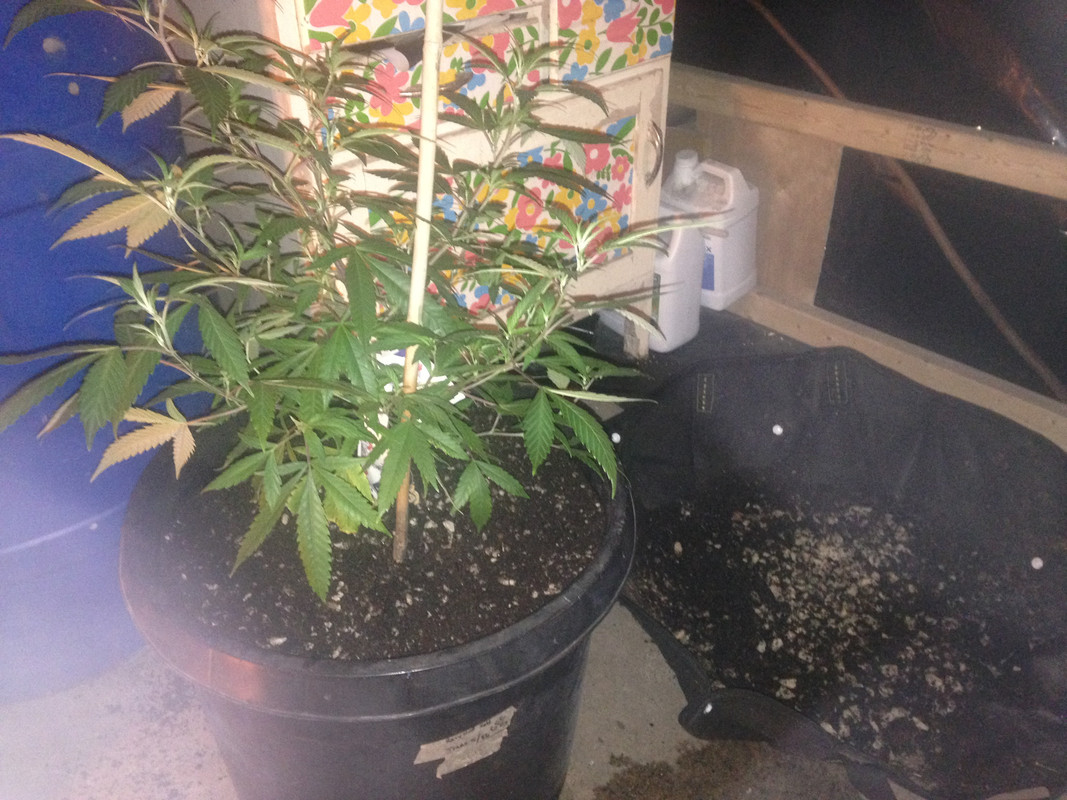 5_10_GFC_Transplanted_to_10g_SIPS.jpg