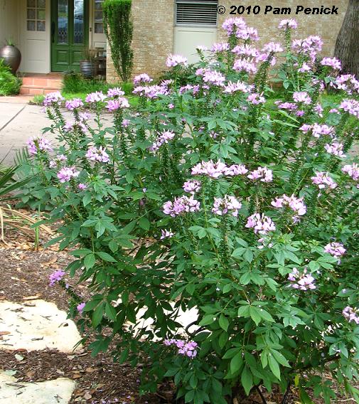 Senorita_Rosalita_cleome_3.JPG