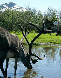 alaska-wildlife%20moose.jpg