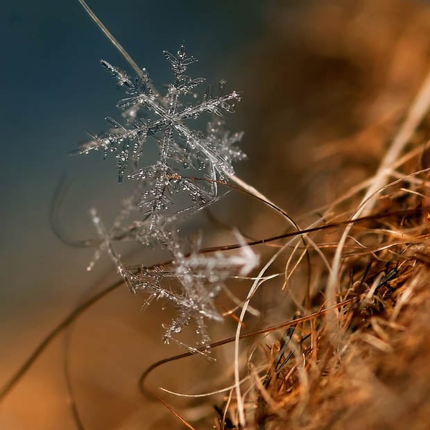 macrosnow-2.jpg