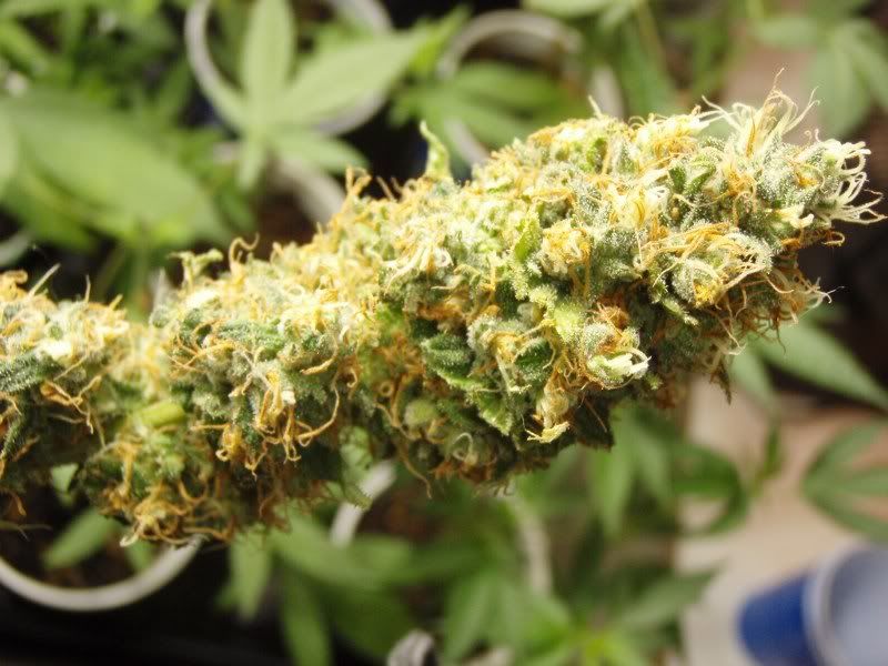 blhazeharvest2_800x600.jpg