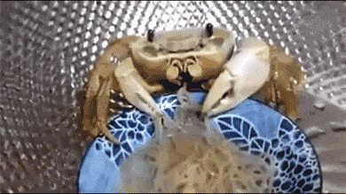 1669741558_3.gif