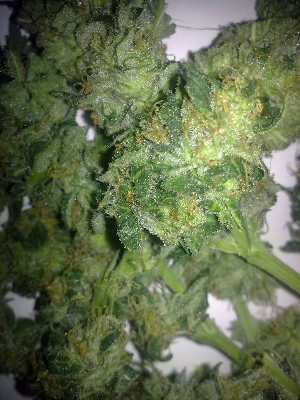 bluecheese.jpg