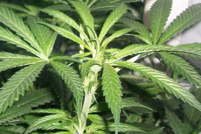 21daysflower002.jpg