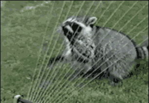 gifs_12.gif