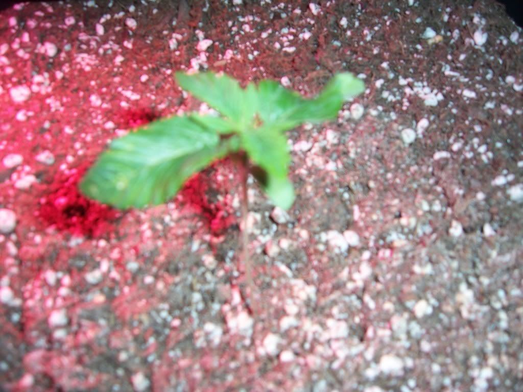 100_4028.jpg