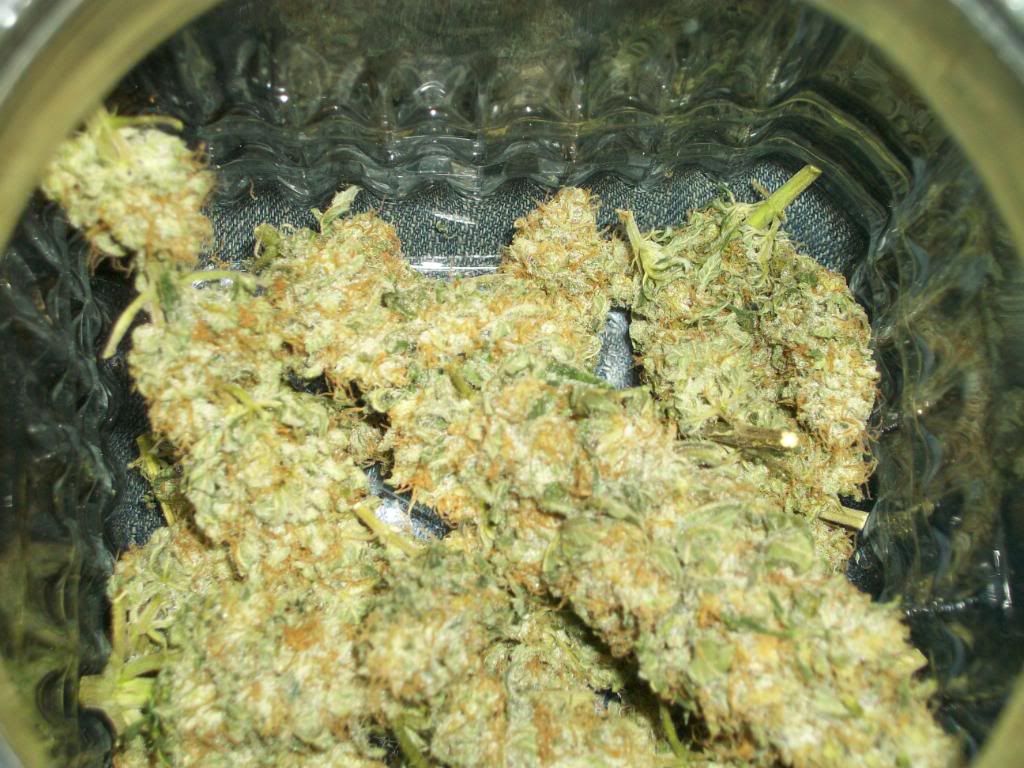 Harvest4Dry5.jpg