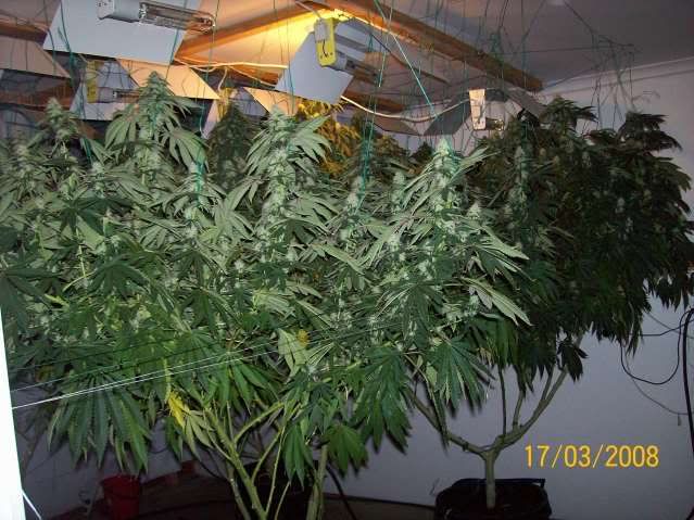 Plants109.jpg