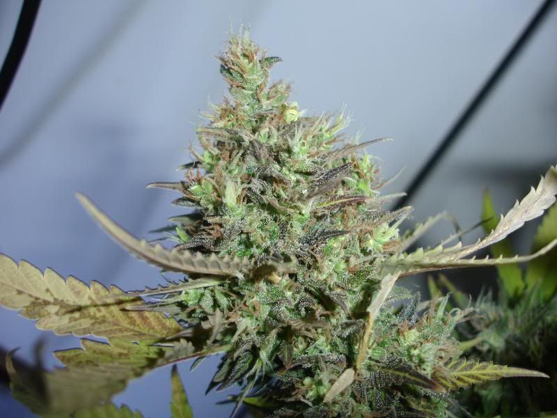 SCxNLPlant1004.jpg