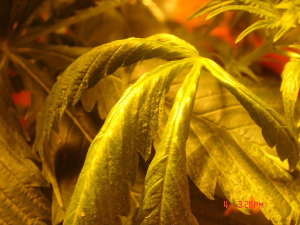 DSC01238-1.jpg