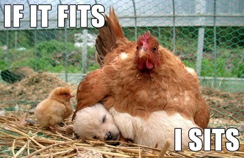 Broody%2Bhen.jpg