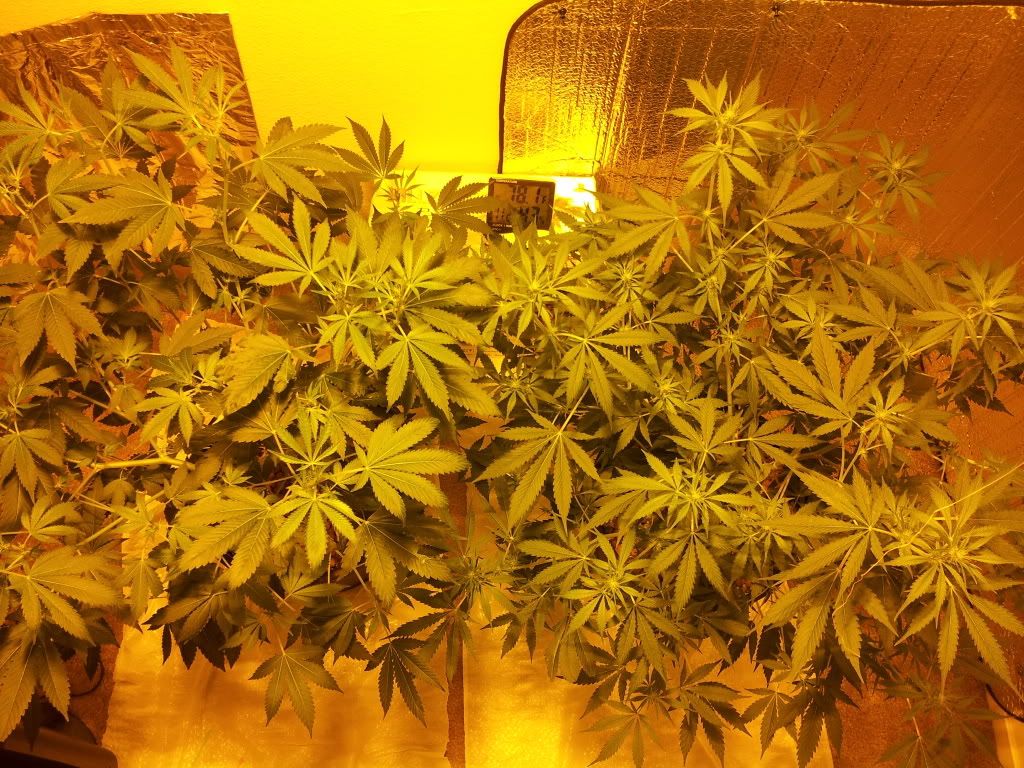 20111126_075214.jpg