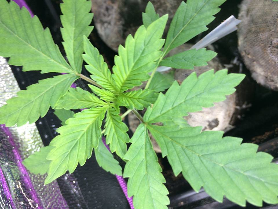 Plant_Blue_Mystic.jpg