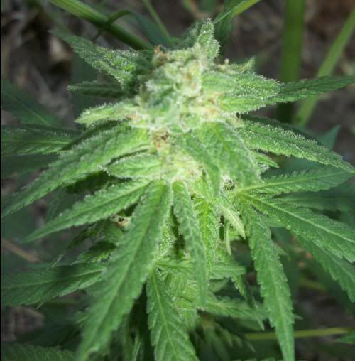 BagSeed.jpg
