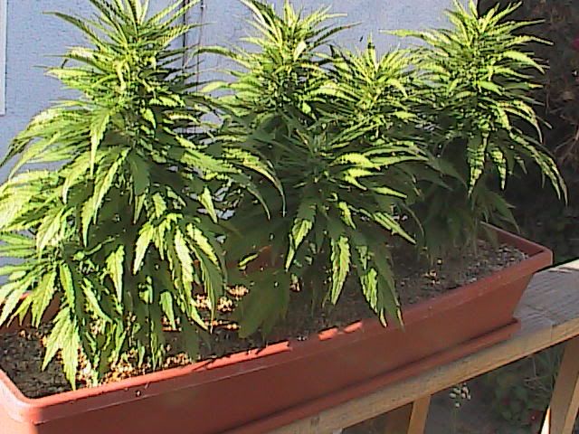 7-31-09017-1.jpg