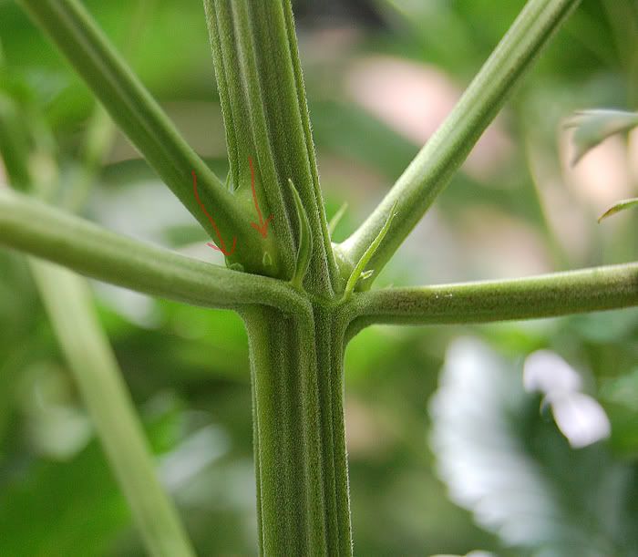 Plant1.jpg