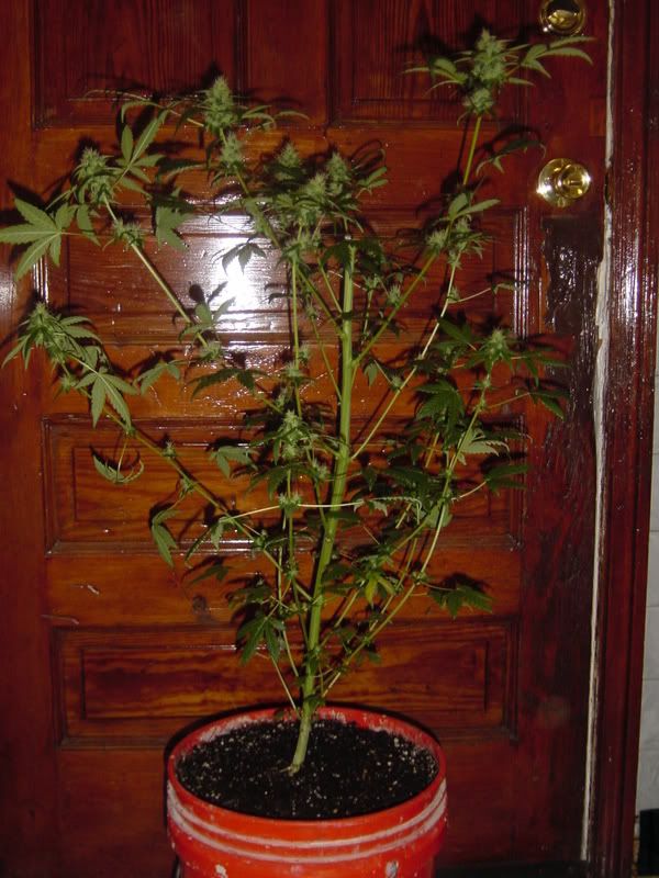 Picture240.jpg