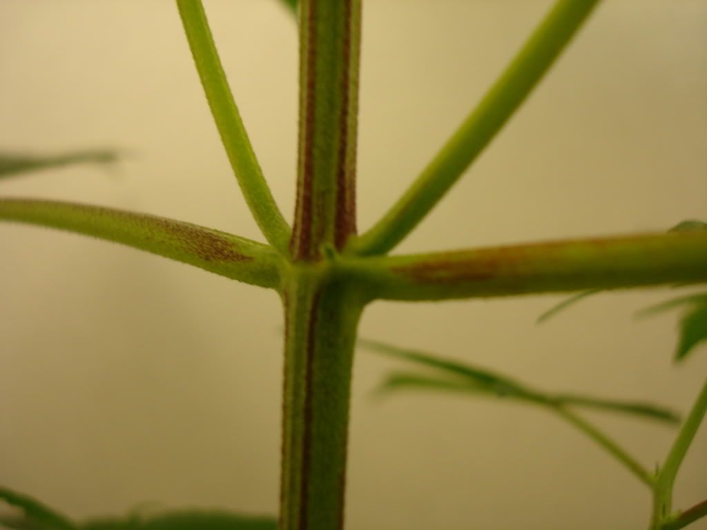 DSC00298.jpg