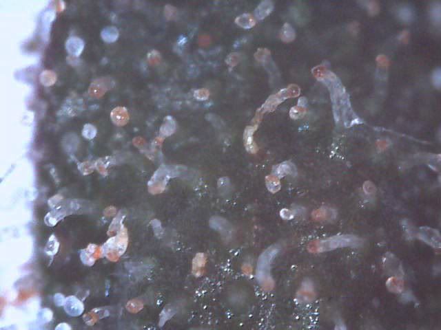 Image93-1.jpg