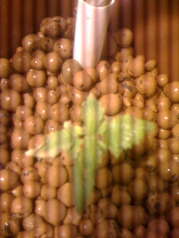 badplant.jpg