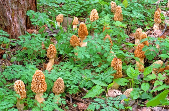 morel.jpg