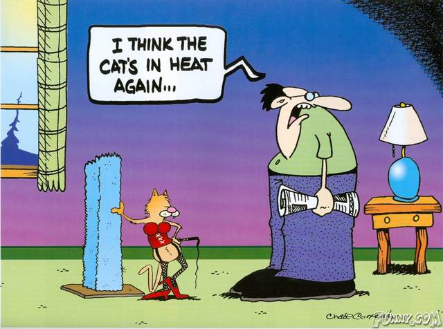 cat-in-heat.jpg