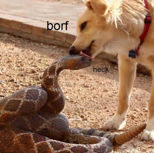 borfheck.jpg