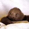 philososloth.gif