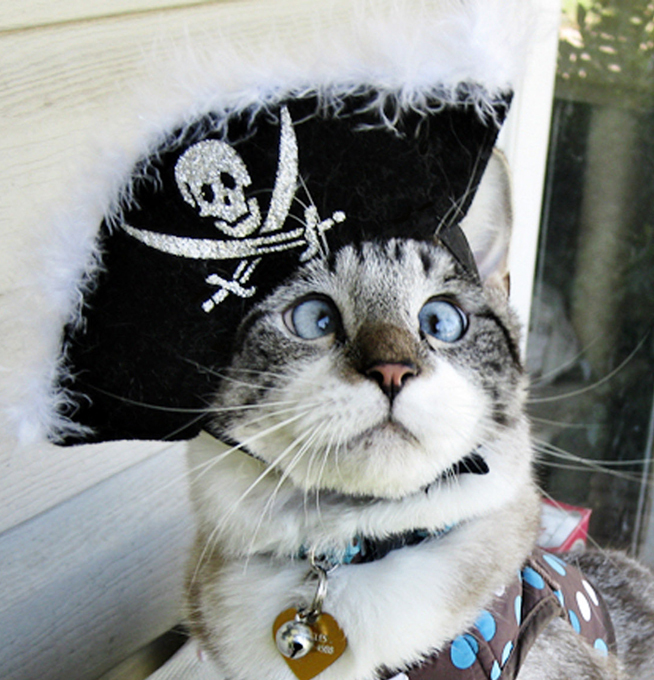 cross-eyed-cat.jpeg