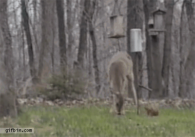 animals-being-dicks-gifs-cat-deer.gif