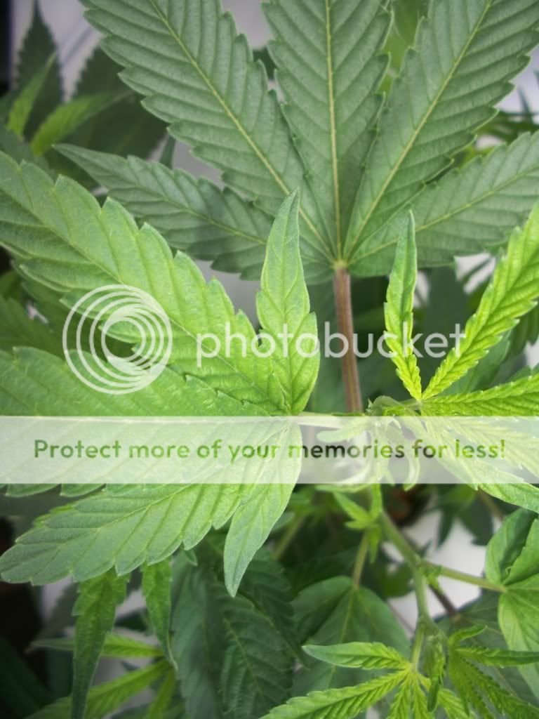 MasterKushTop.jpg