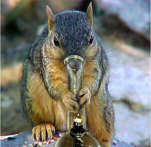 bong-squirrel.jpg