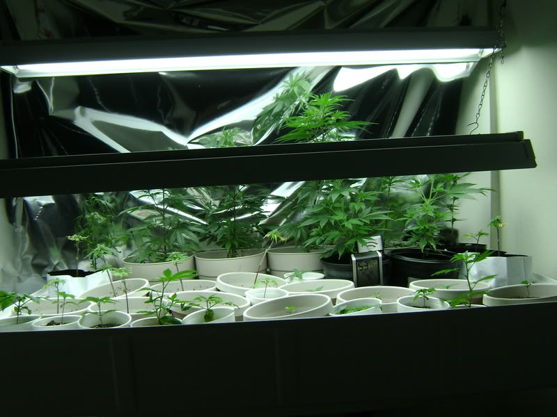 Picture012-16.jpg
