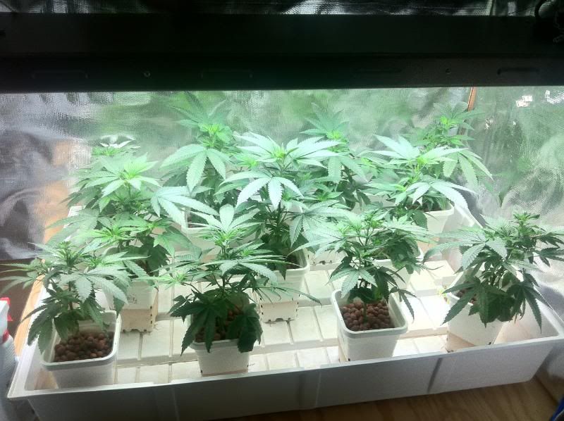 grow152.jpg