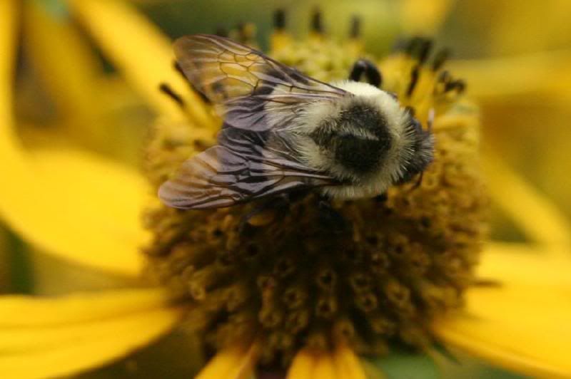 Beesm.jpg