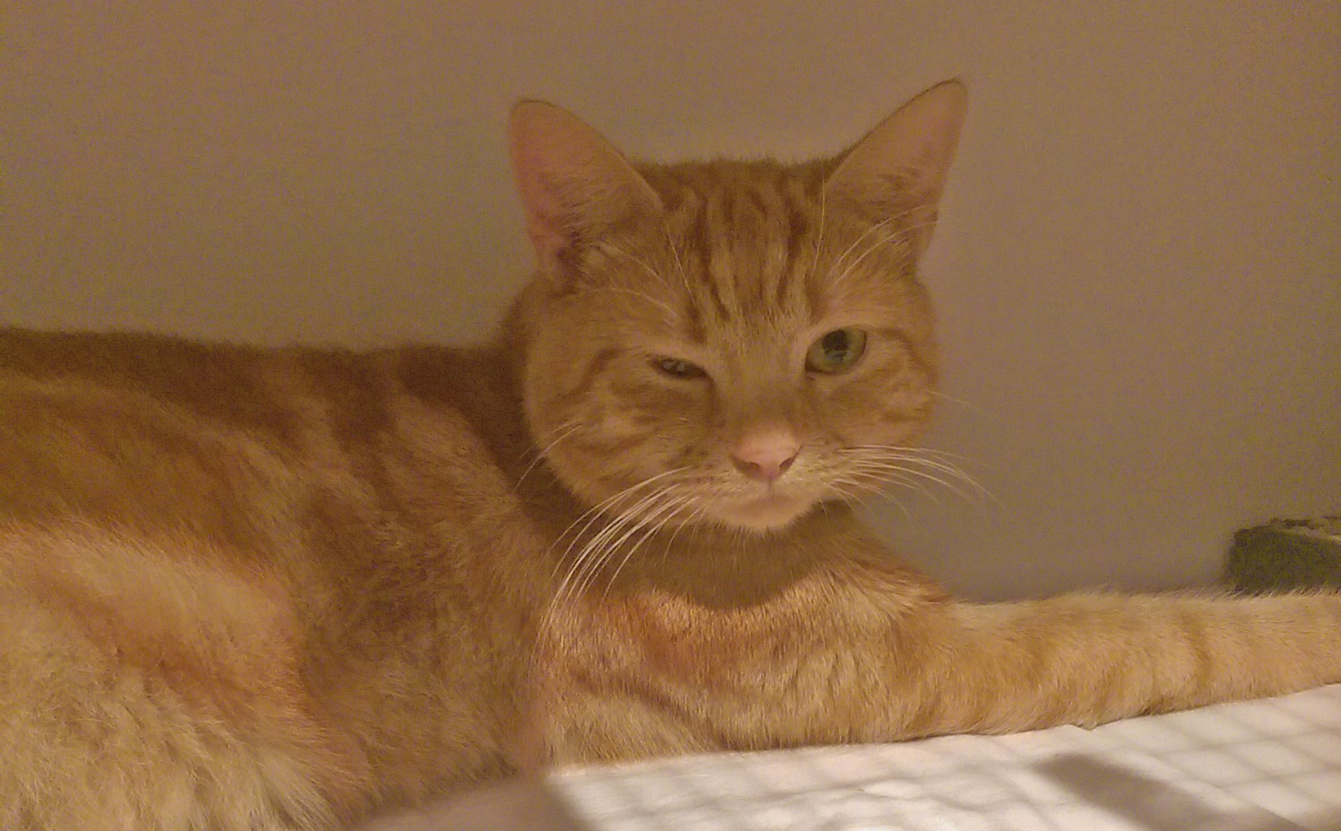 biscuit1.jpg